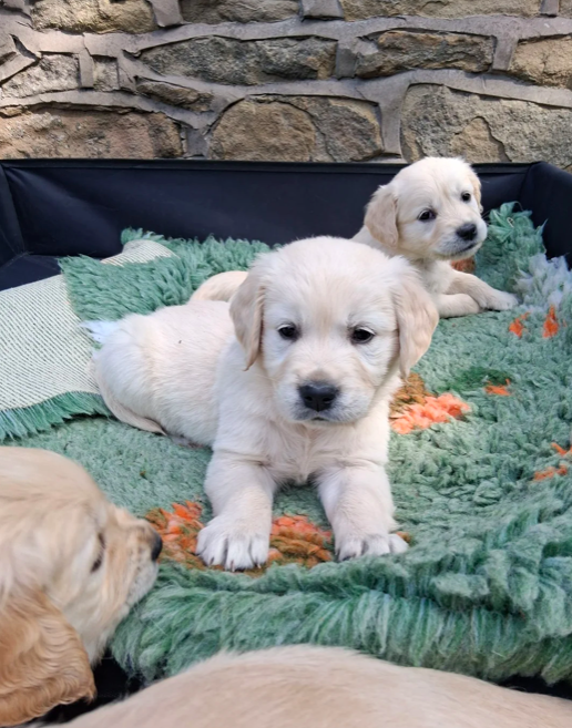 Magnifiques chiots Golden Retriever septième