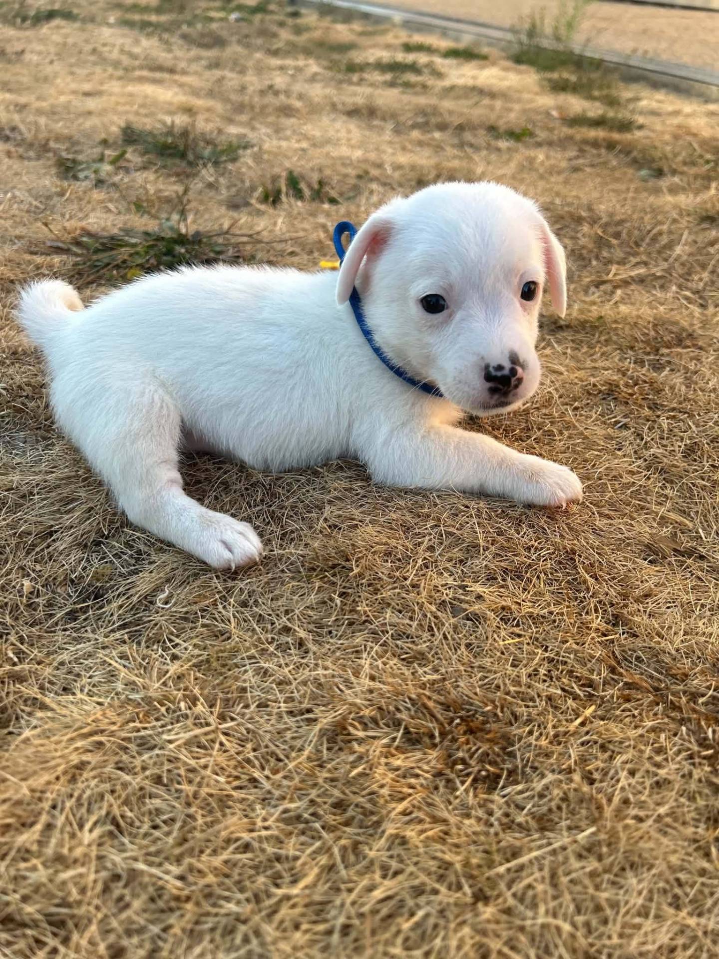 Chiots Jack Russel huitième