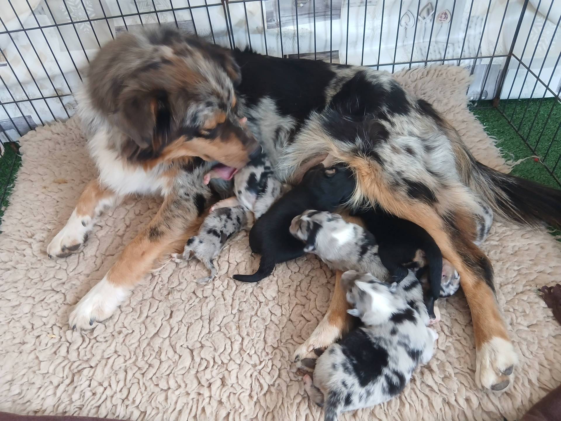 A reserver Chiots bergers australiens lof  sixième