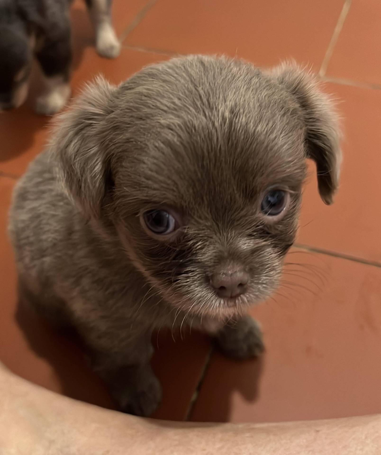 Chiot Chihuahua quatrième