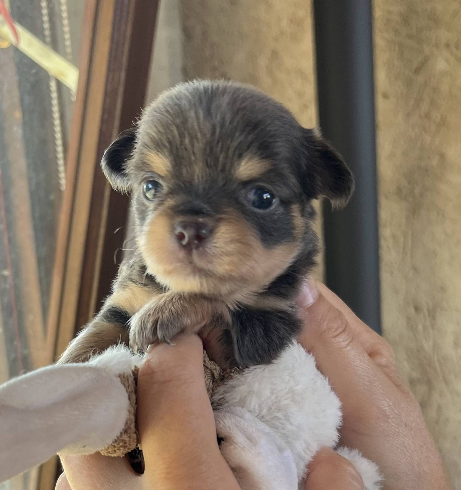 Chiot Chihuahua neuvième