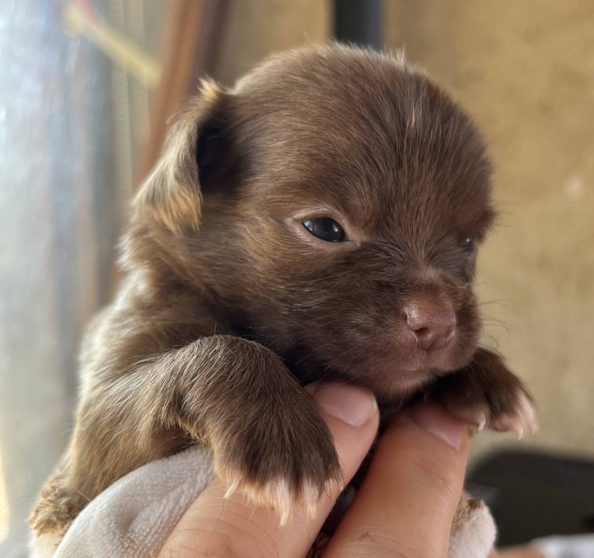 Chiot Chihuahua cinquième
