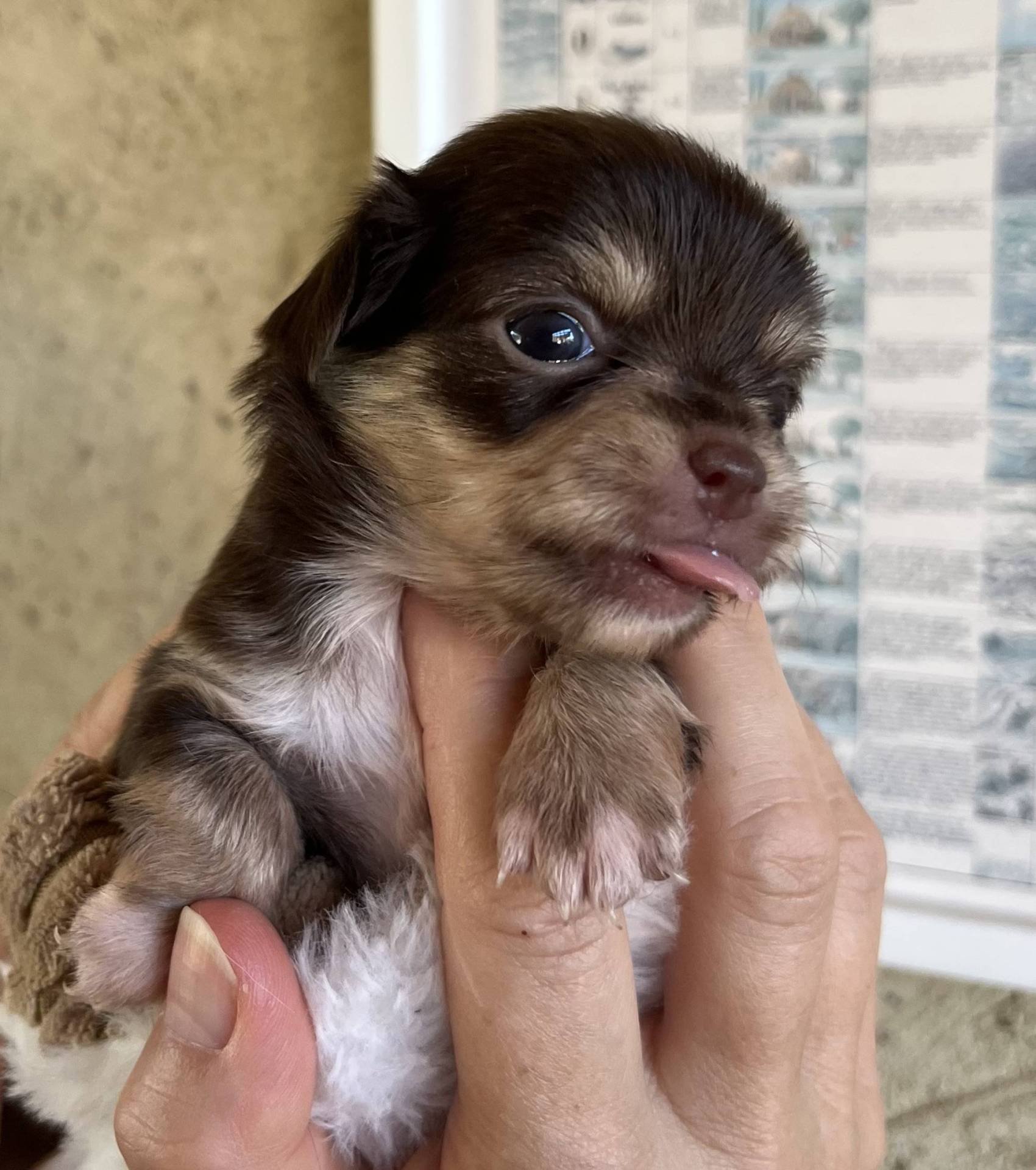 Chiot Chihuahua septième