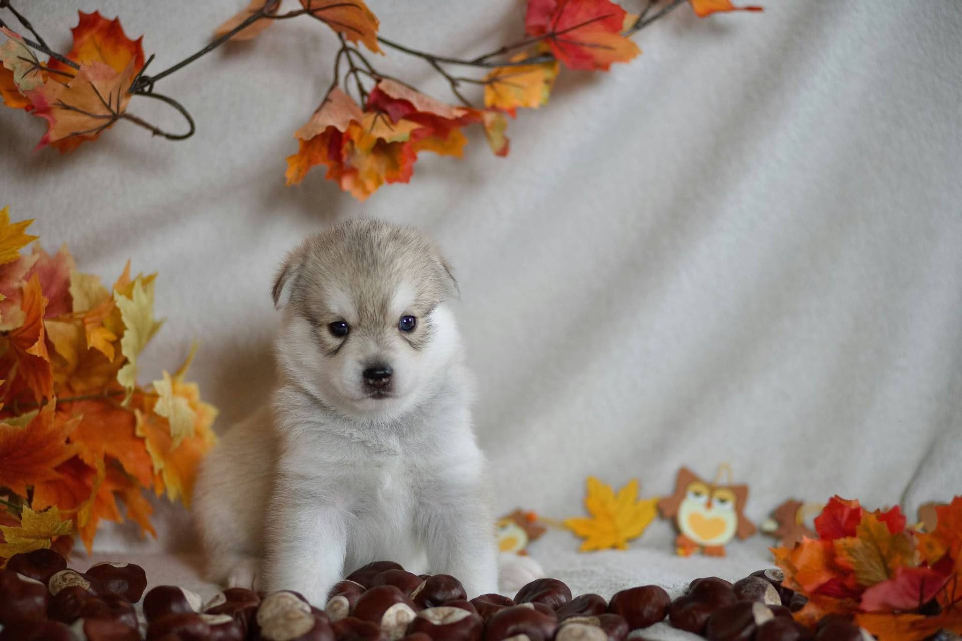 Pomsky neuvième