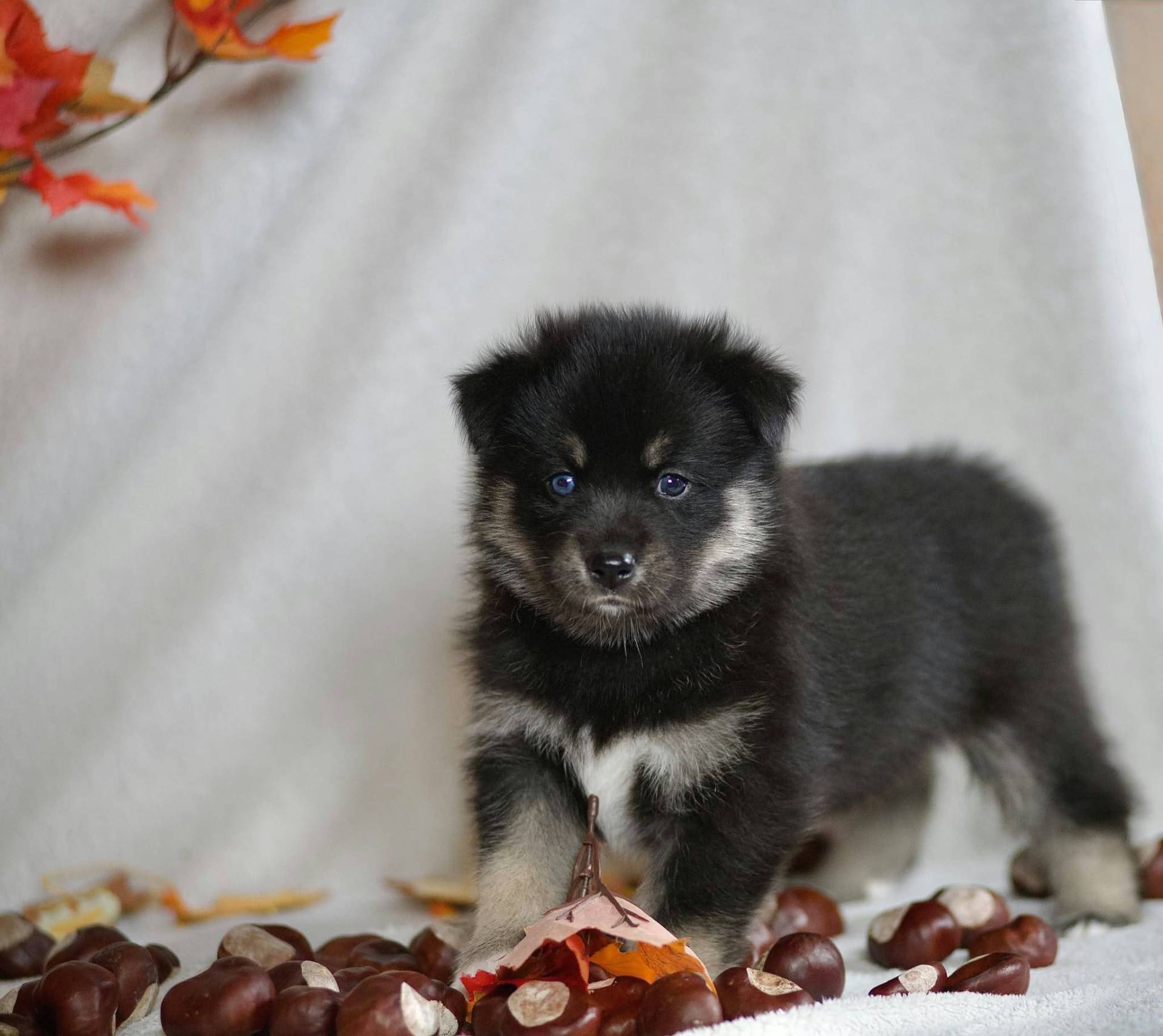 Pomsky neuvième