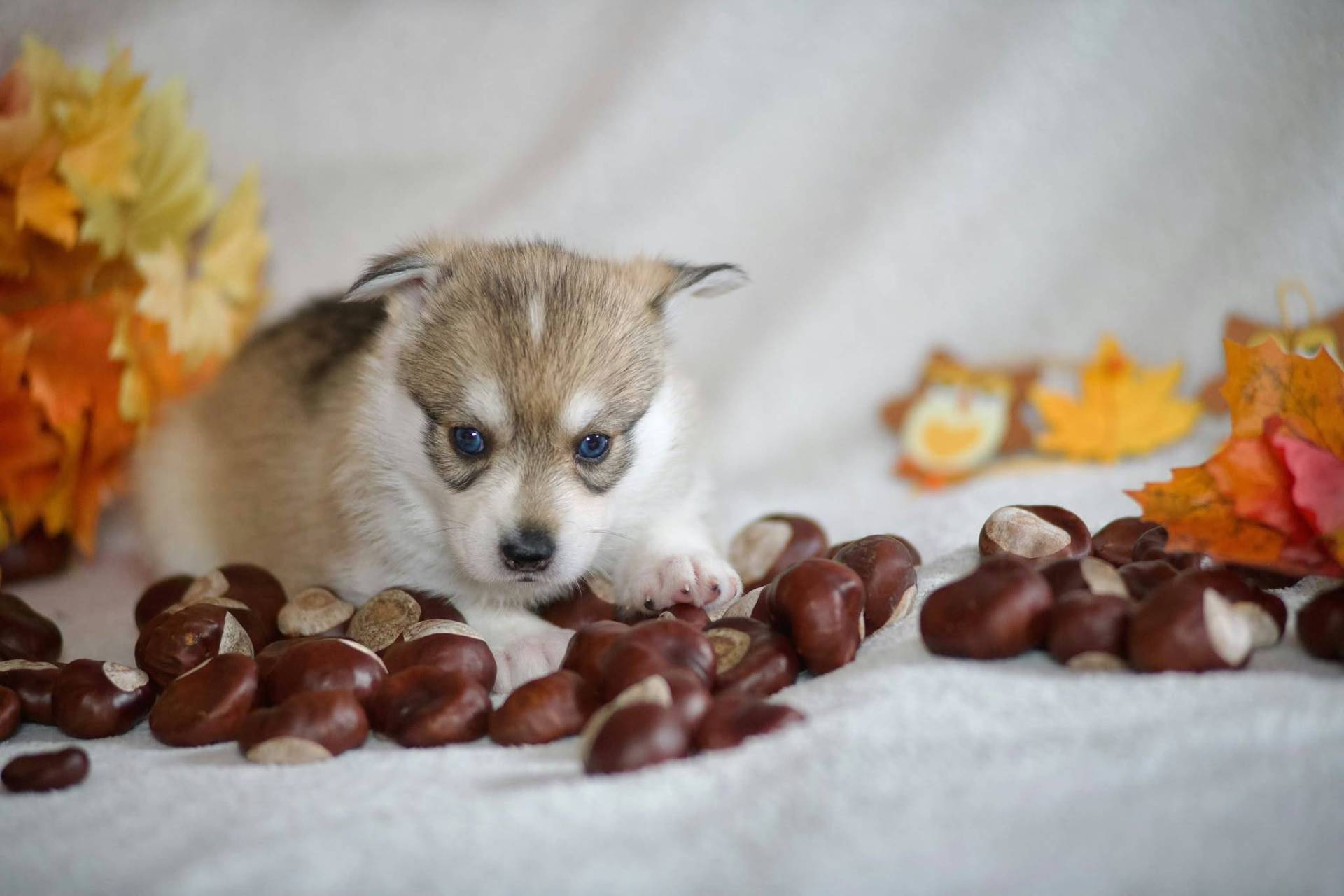 Pomsky septième