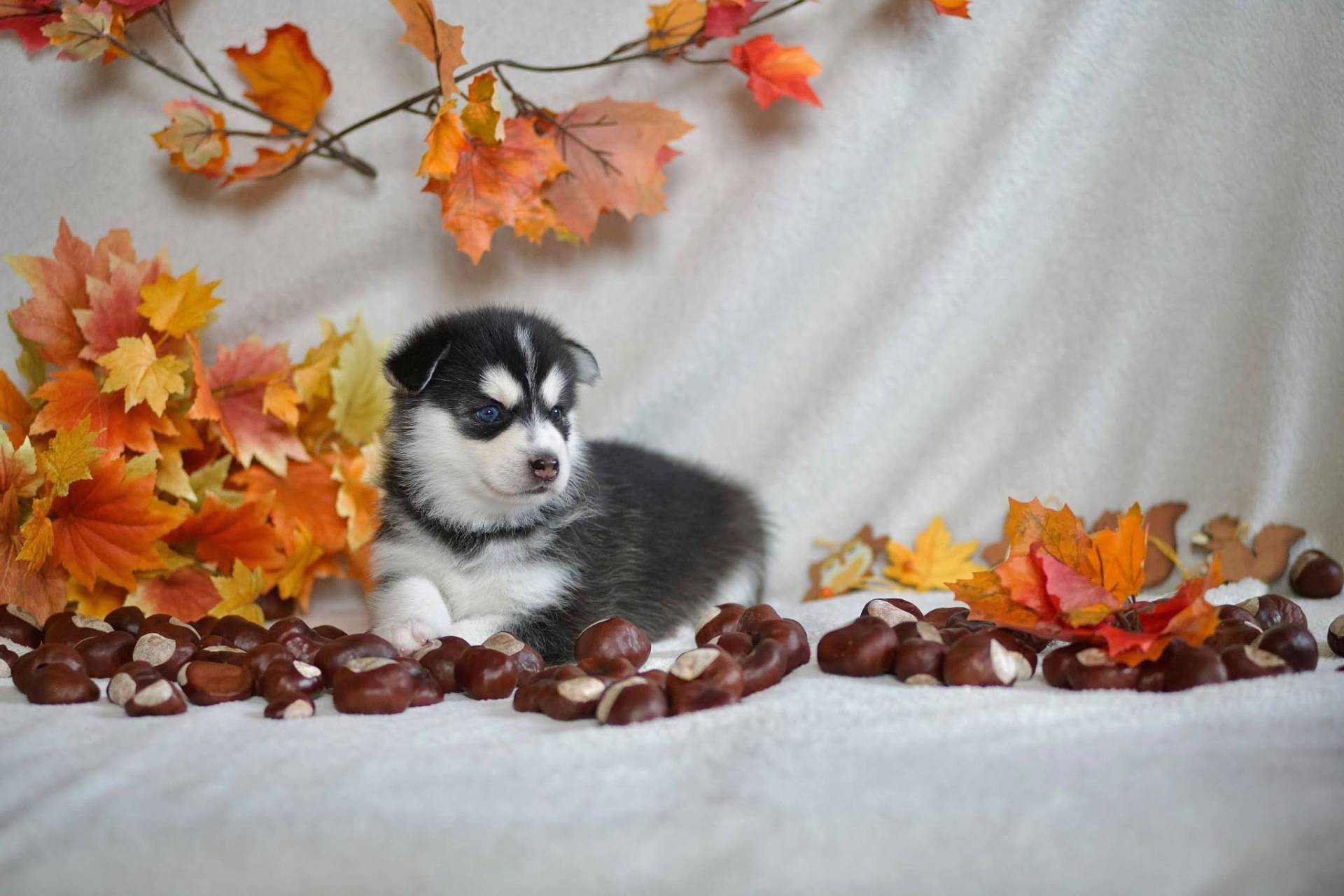 Pomsky huitième