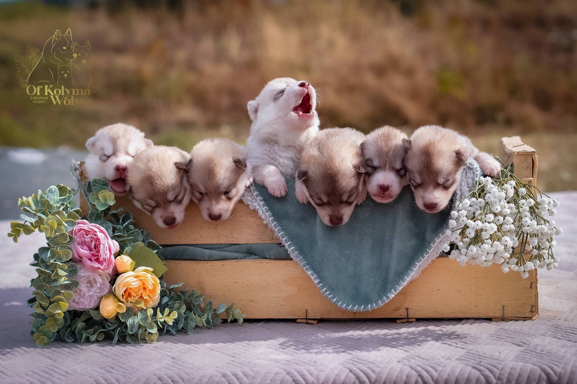 Chiots husky sibérien Lof troisième