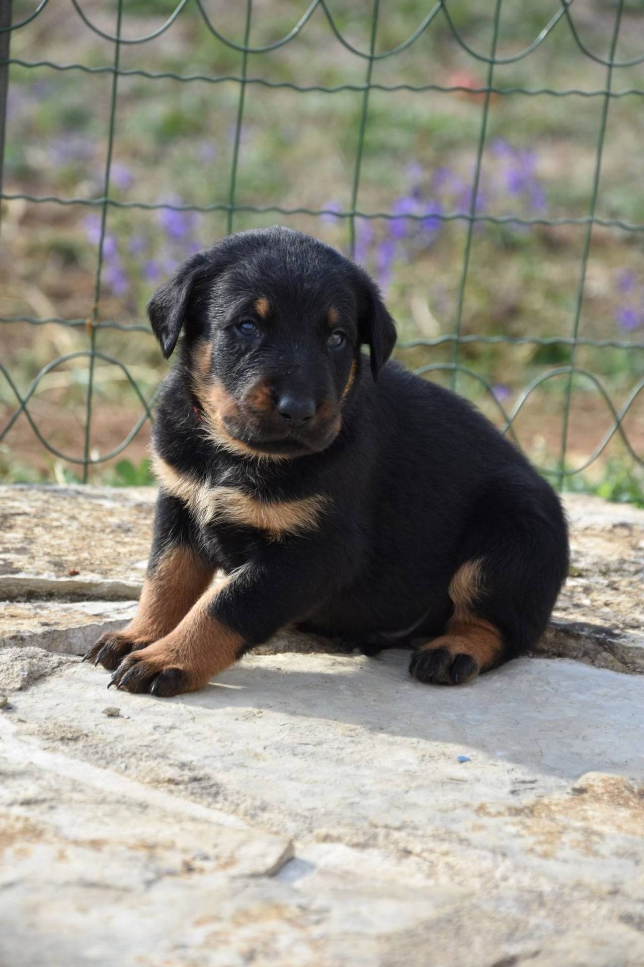 Chiots beauceron mâles Lof  sixième