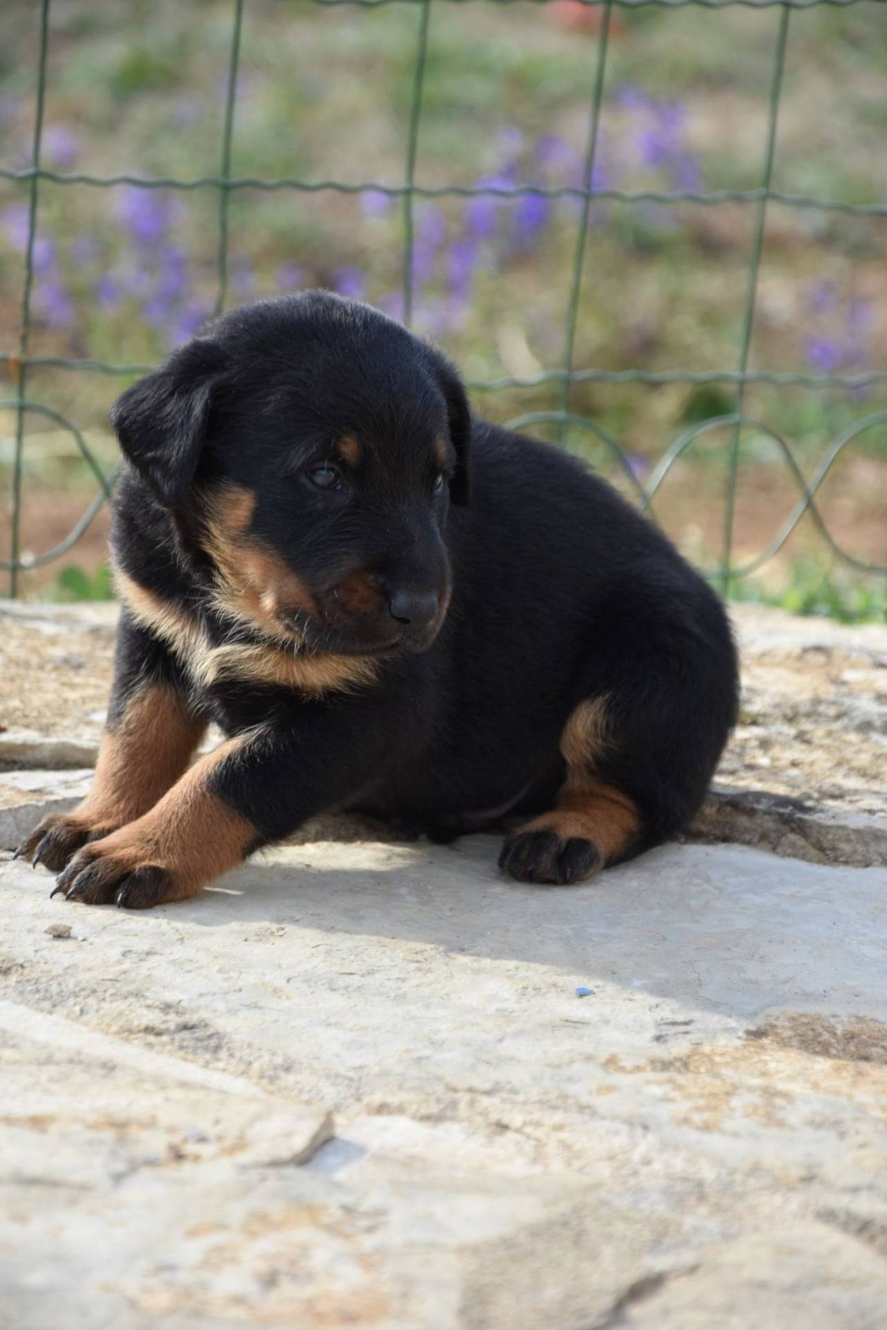 Chiots beauceron mâles Lof  huitième
