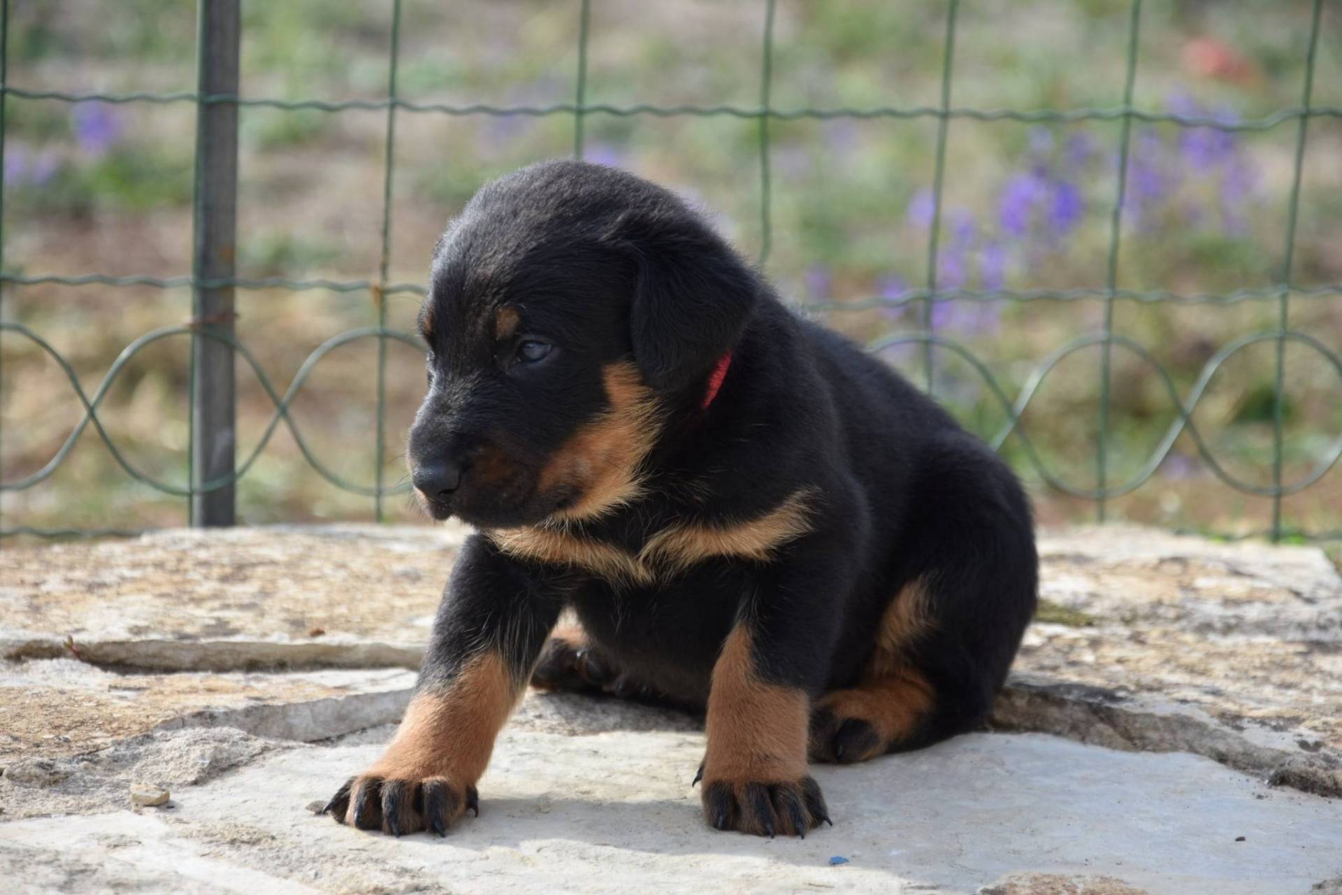 Chiots beauceron mâles Lof  neuvième