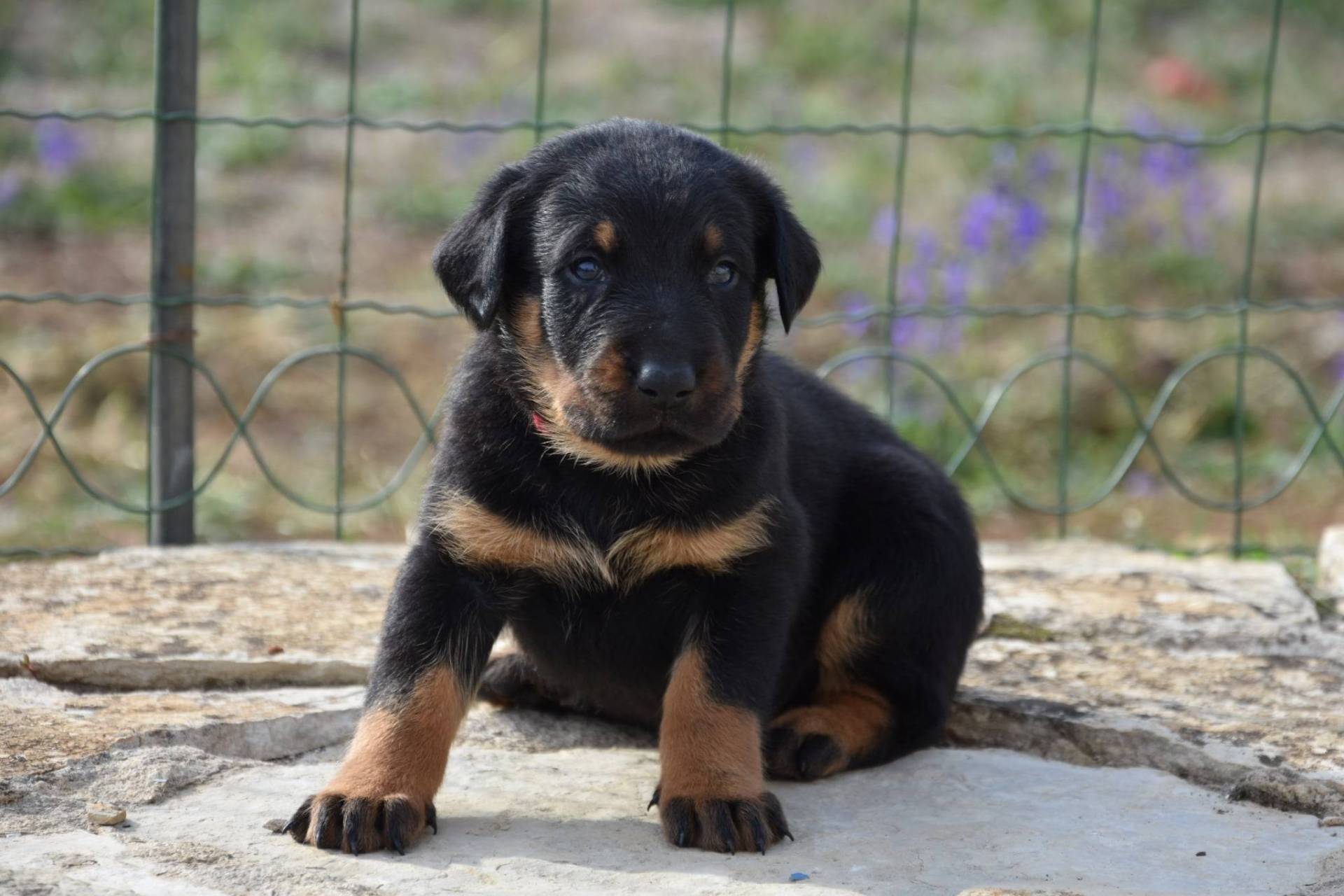 Chiots beauceron mâles Lof  cinquième