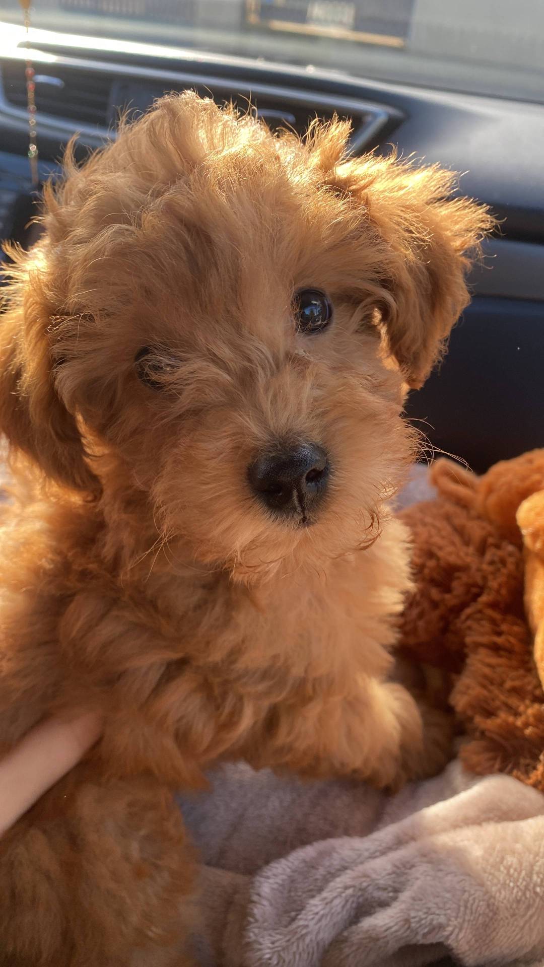 Caniche nain  cinquième
