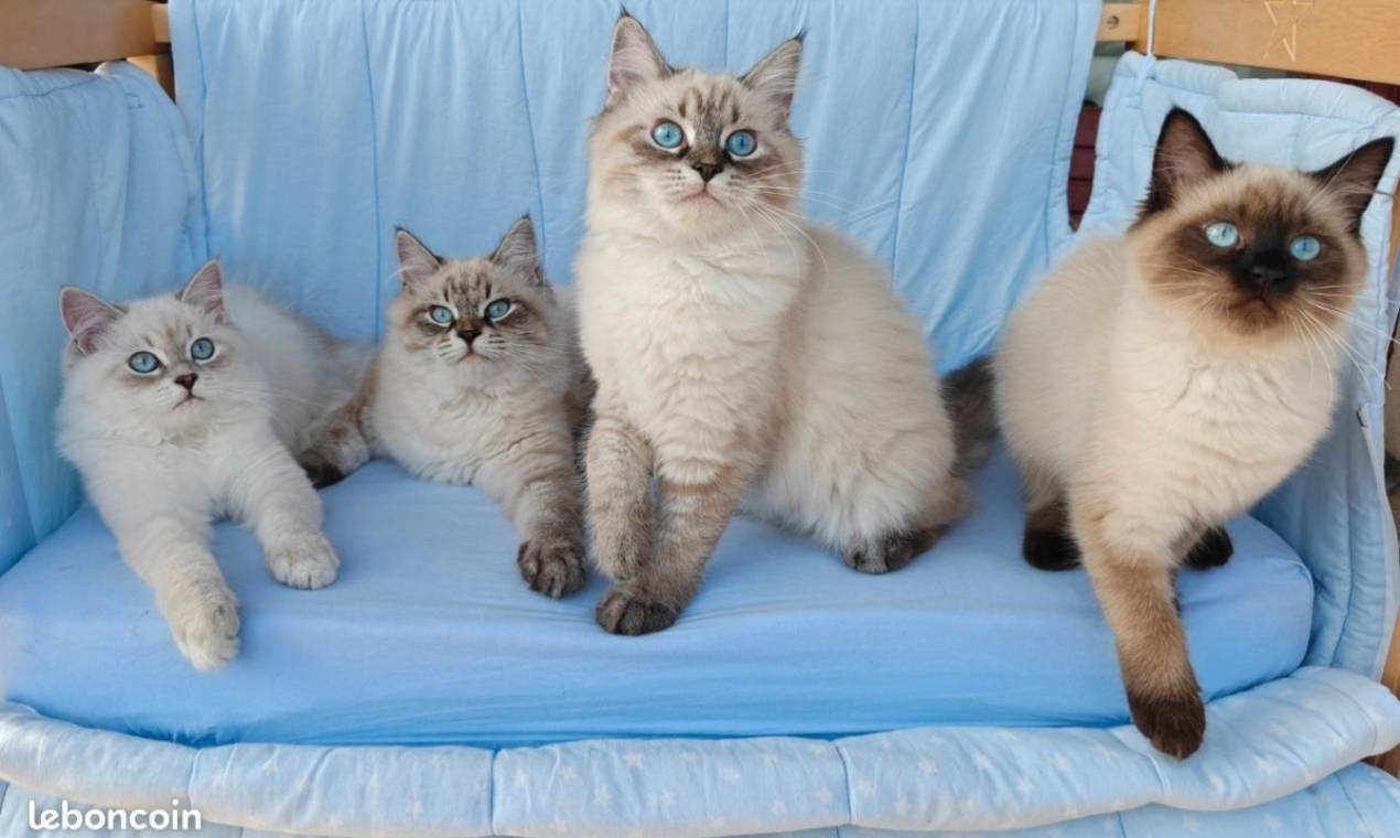 Chaton Sibérien Hypoallergénique Loof  quatrième