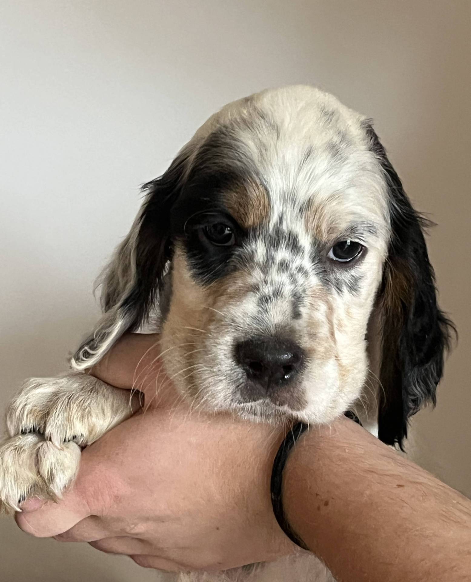 Chiots Setter Anglais Lof à réserver deuxième