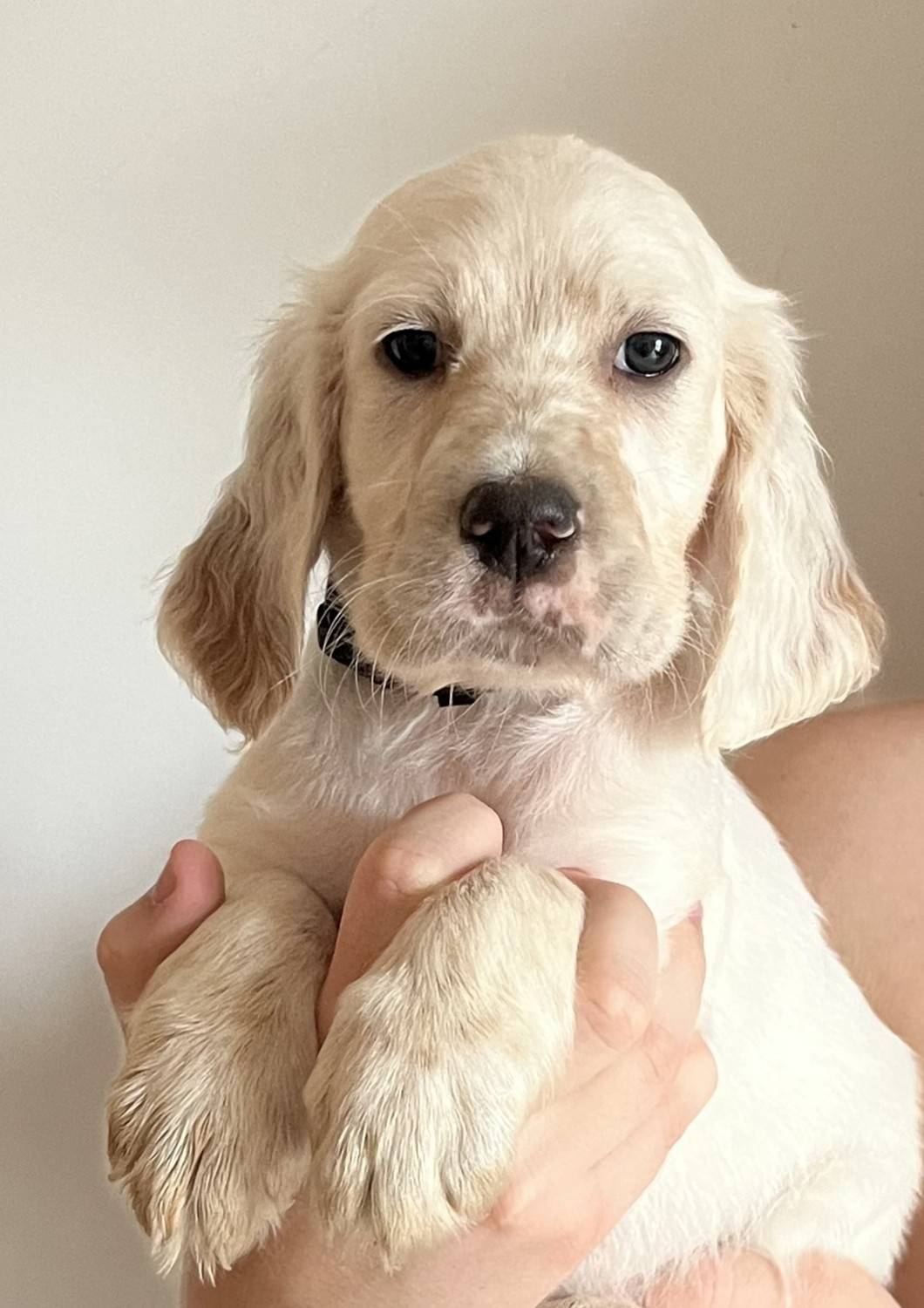 Chiots Setter Anglais Lof à réserver septième