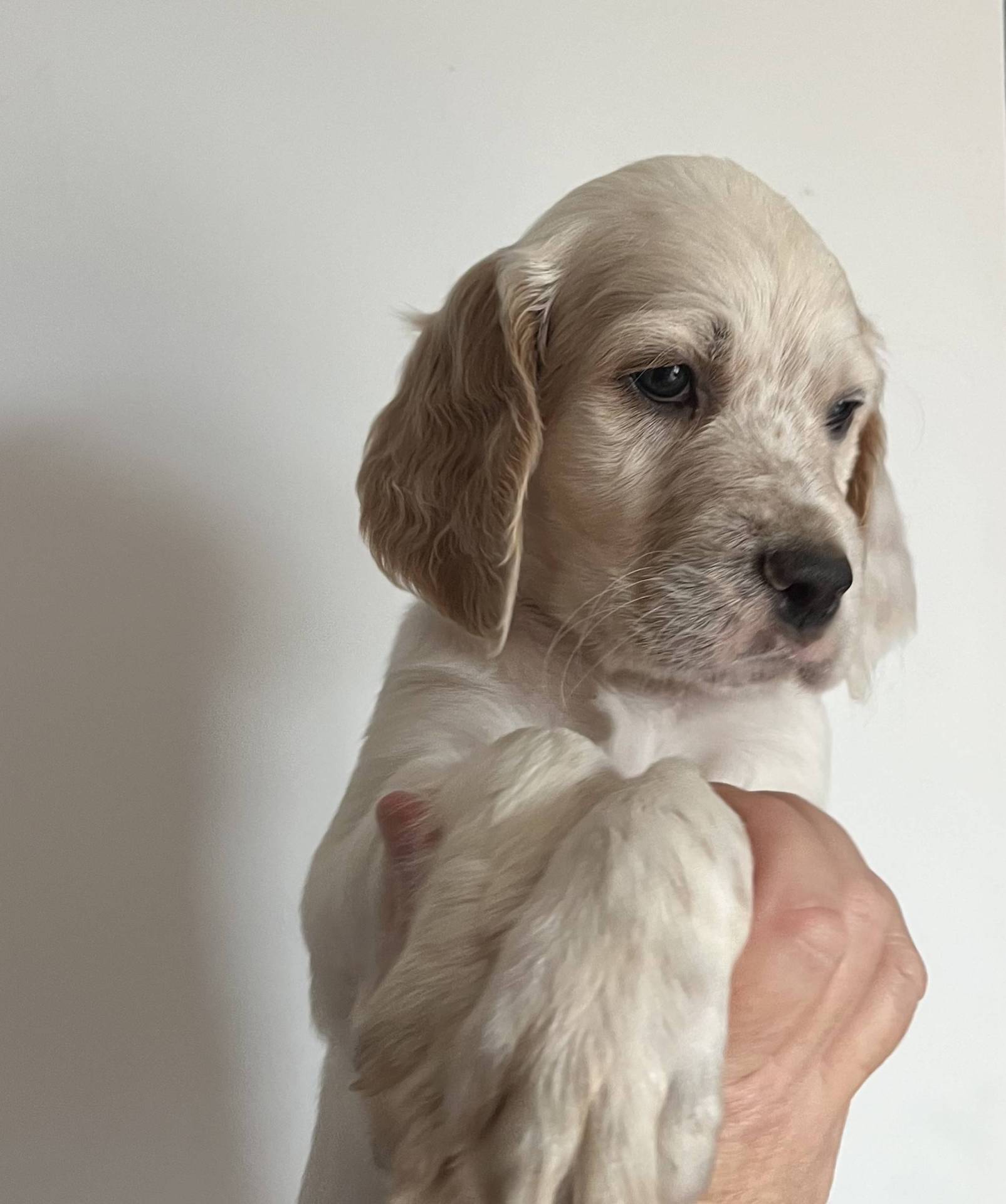 Chiots Setter Anglais Lof à réserver deuxième