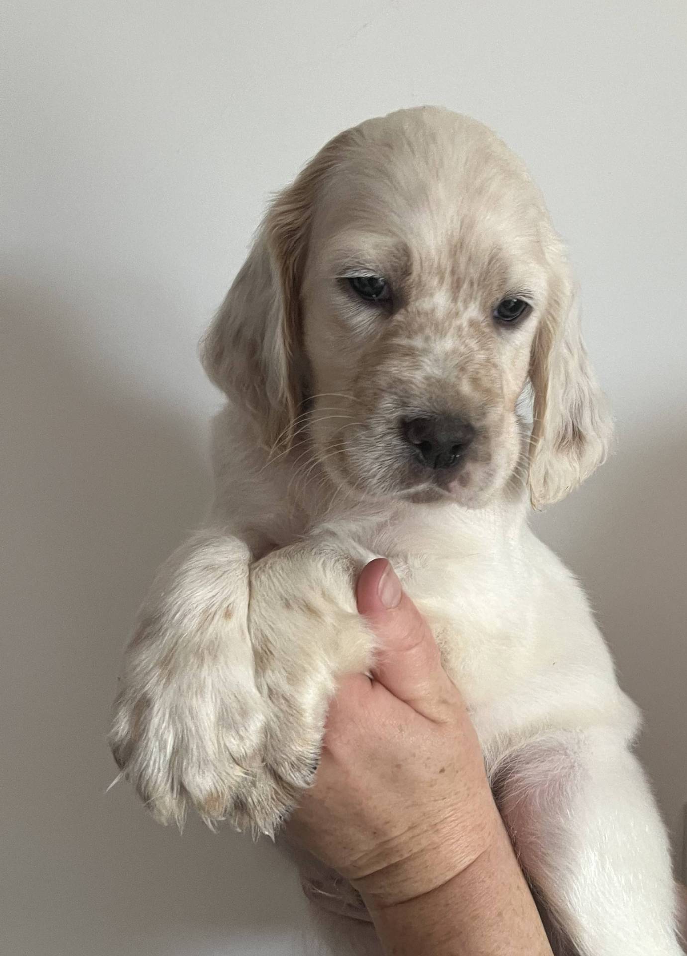 Chiots Setter Anglais Lof à réserver quatrième