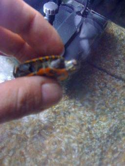 c0c178229b6b36a9bf5e0ea1.jpg - IMG_1336