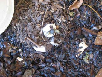 0daeb3b8e4bee59026c9c3e3.jpg - tortue 2009 006