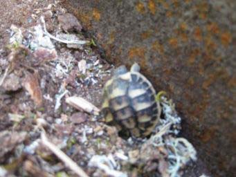 6e8c1eabbfcedcce241dba6d.jpg - tortue 2009 008