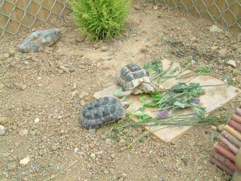 c4ca151ee0a263452db8ef31.jpg - les tortues 004