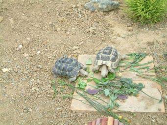 f582713062554c66a7b41187.jpg - les tortues 005