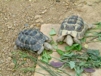 77fe38f2e8f0895e1ace0c15.jpg - les tortues 006