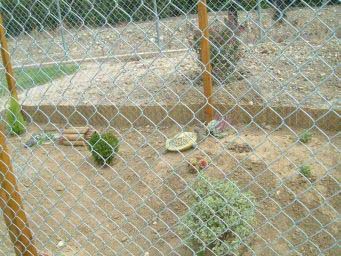 9514c6ce7cb3f57888e44690.jpg - les tortues 002