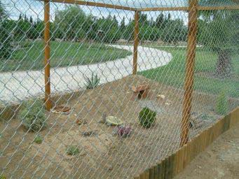 7a9e98e3db8cbeb167527075.jpg - les tortues 003