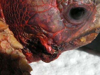 6e5be242dfafa09bbc2eccef.jpg - tortues 2 018