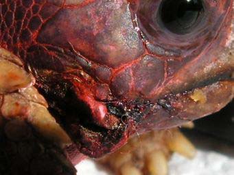 7504579b3a954bb200cd2fb3.jpg - tortues 2 021