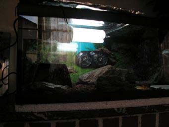 6e18bda83892faac72e8559a.jpg - tortues 3 001