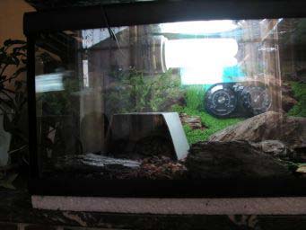 ffb9304282207e76ffa502ae.jpg - tortues 3 002