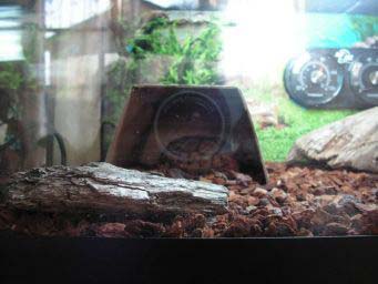 7e262f93052418547556e0c9.jpg - tortues 3 003