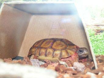 775c77cea6478bce9b9a980a.jpg - tortues 3 005