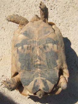 32bab122d4e488189cd08570.jpg - tortue 004
