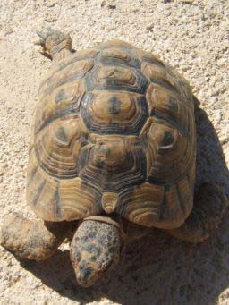7138dc054c6c78555170c5c4.jpg - tortue 005