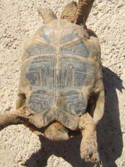 a0152295e848e08e952e1a46.jpg - tortue 001