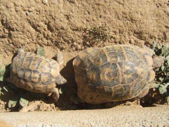 f5535e6216604b92aac1cee0.jpg - tortue 003