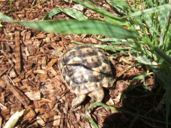 c4fb491e322668908601d872.jpg - tortue 074