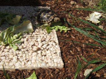 360061452074389594f15c59.jpg - tortue 072