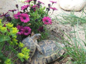 33052fbe20fbfdd85ed25c4c.jpg - tortue 077