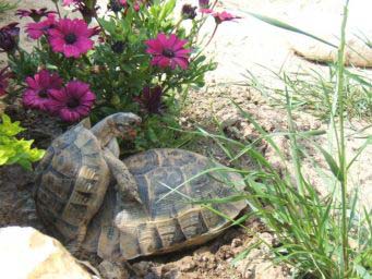 f7d4f7d37604f7461bdeaa40.jpg - tortue 078