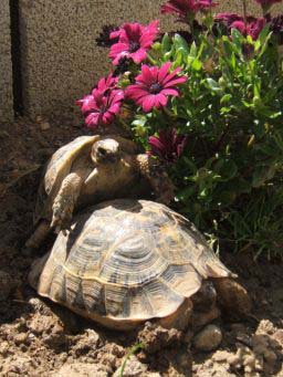 402bdb3b1b8f079c5ba3ee2a.jpg - tortue 079