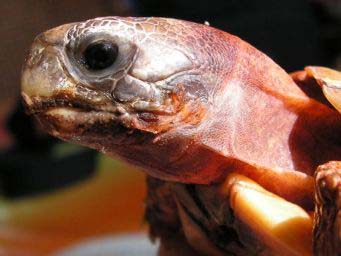 cc5225e9f2c513c54c1f0ee9.jpg - tortues 4 020