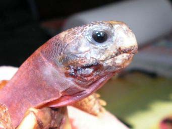 a1fb93fdcee809d70d70f0cc.jpg - tortues 4 023